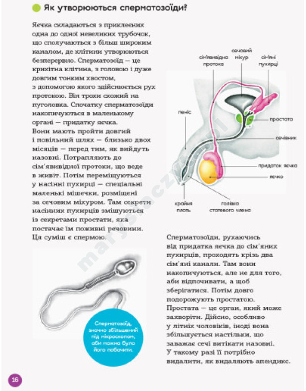 Для турботливих батьків. Енциклопедія статевого життя. 10-13 років