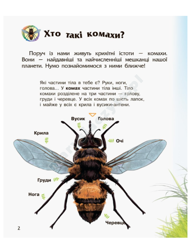 Owady Encyklopedia przedszkolaka