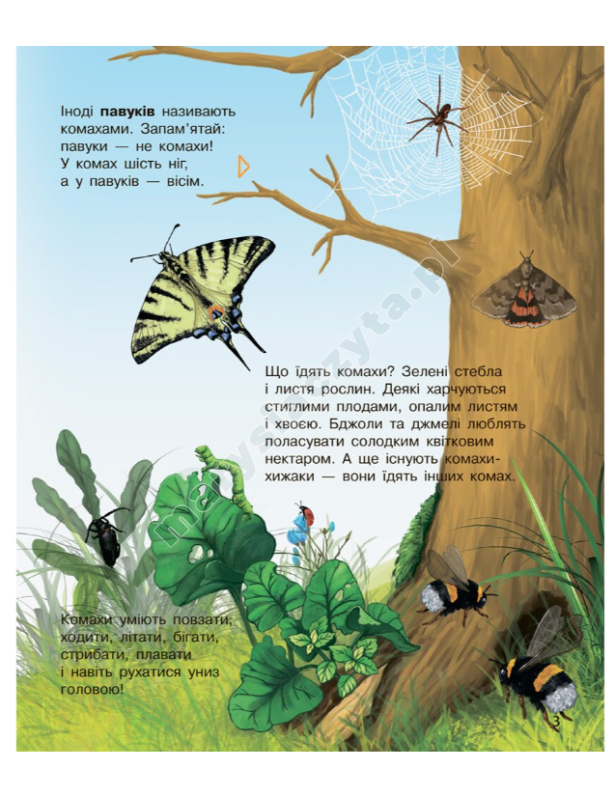 Owady Encyklopedia przedszkolaka