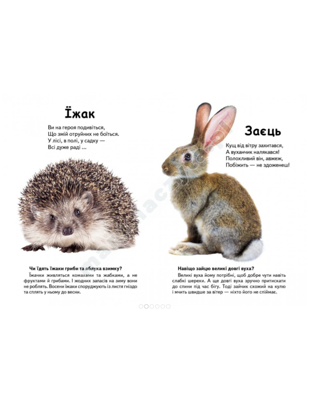 Kto to jest? Zwierzęta leśne. Pytania i odpowiedzi