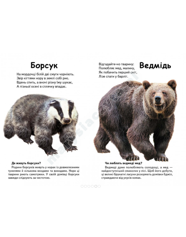 Kto to jest? Zwierzęta leśne. Pytania i odpowiedzi